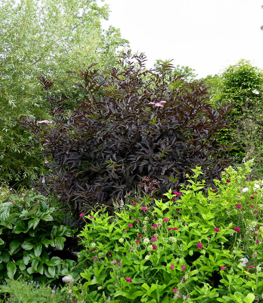 Sambucus Nigra F Porphyrophylla Thundercloud Black Elderberry