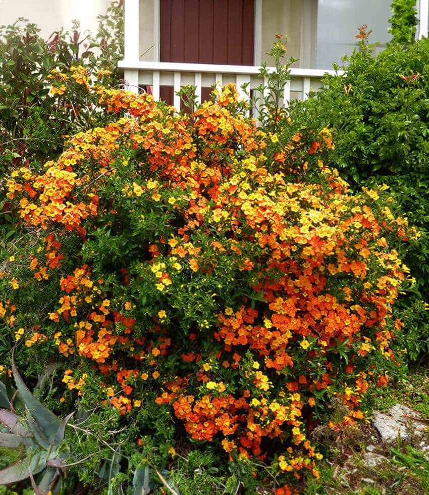 Streptosolen jamesonii, Marmalade Bush, Fire Bush
