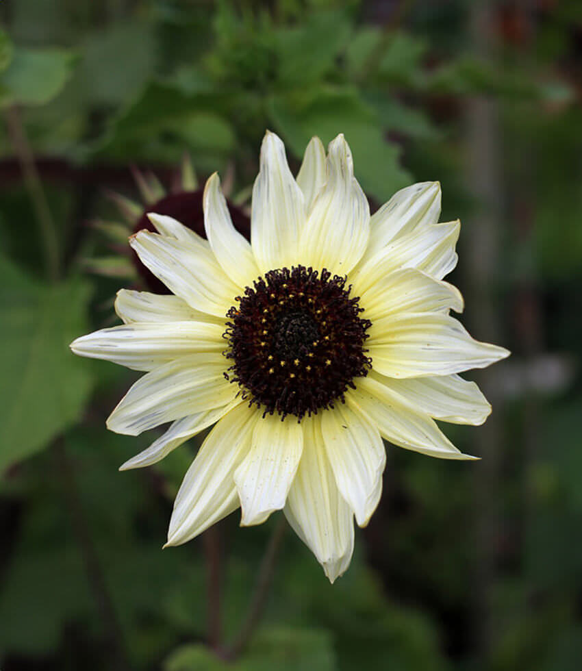 Sunflower-1020 
