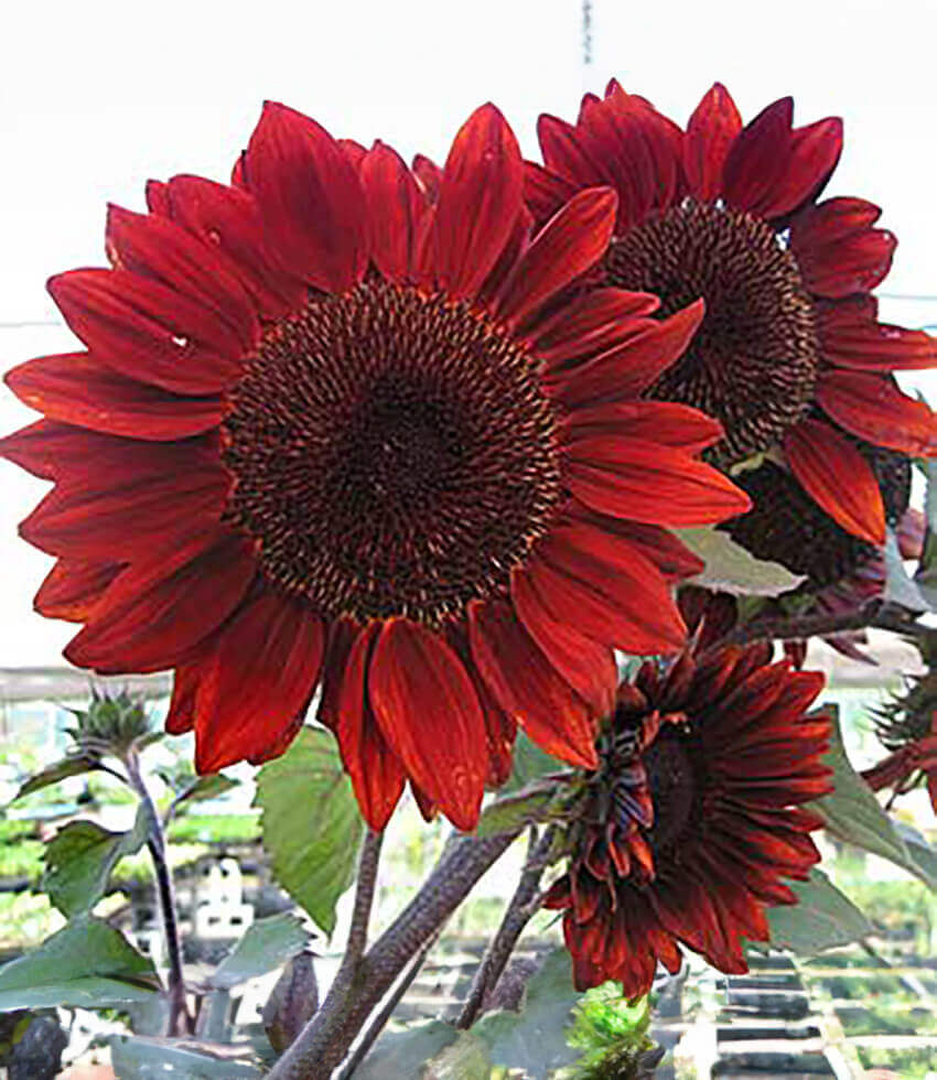 Sunflower, Red Courtesan