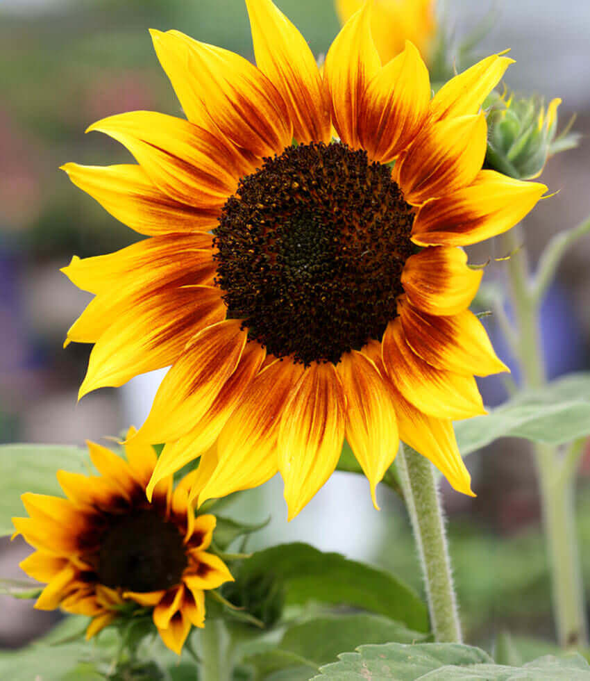 Sunflower, Ring of Fire