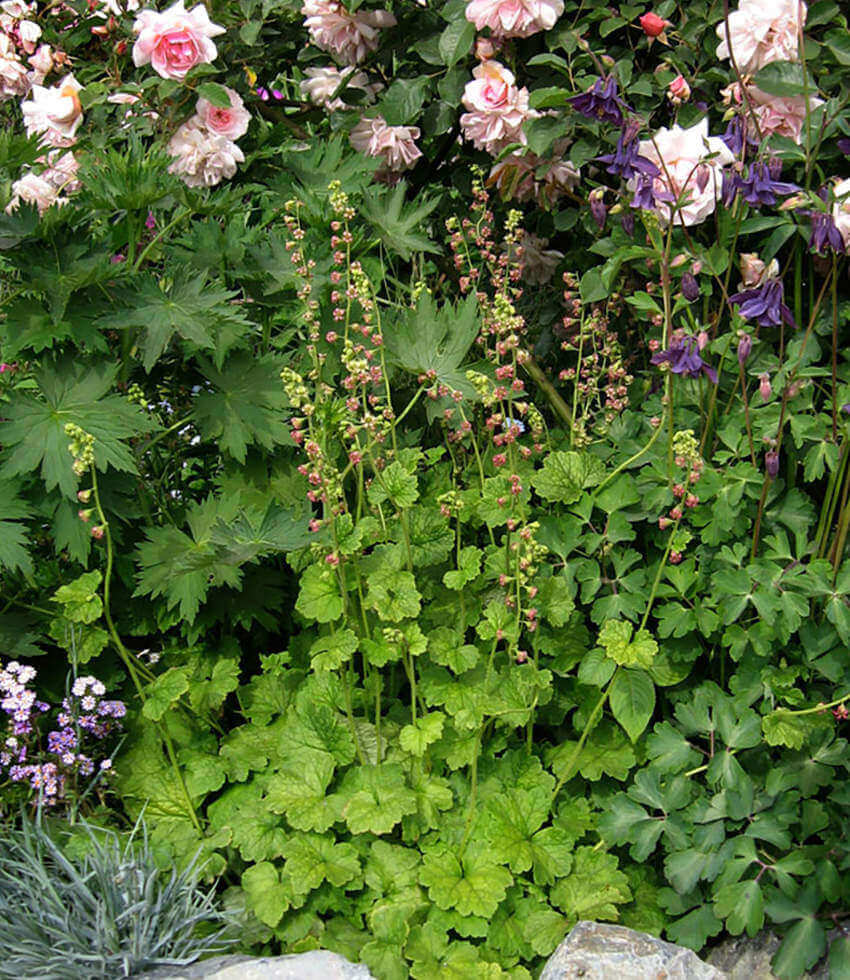 Tellima grandiflora, Fringe Cups, Bigflower Tellima