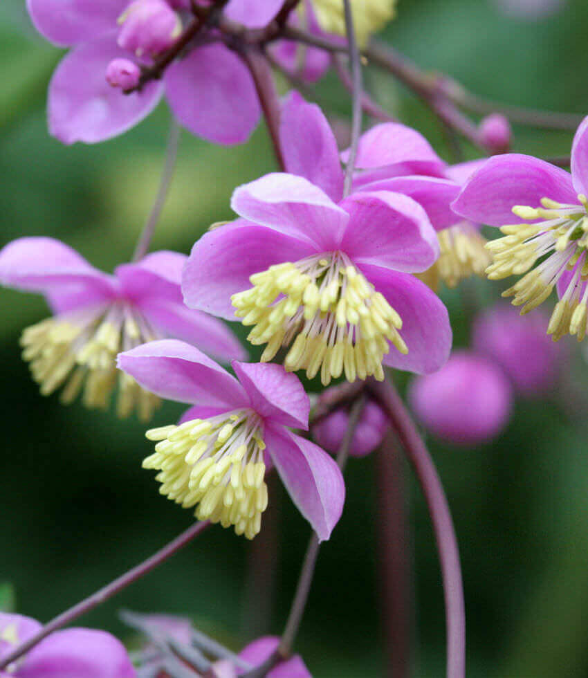 Thalictrum rochebrunianum, Giant Meadow Rue