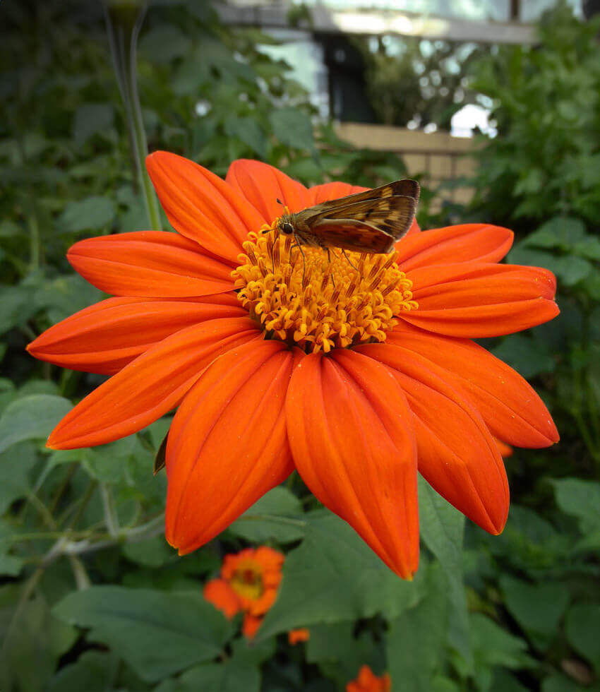Tithonia rotundifolia, The Torch, Mexican Sunflower