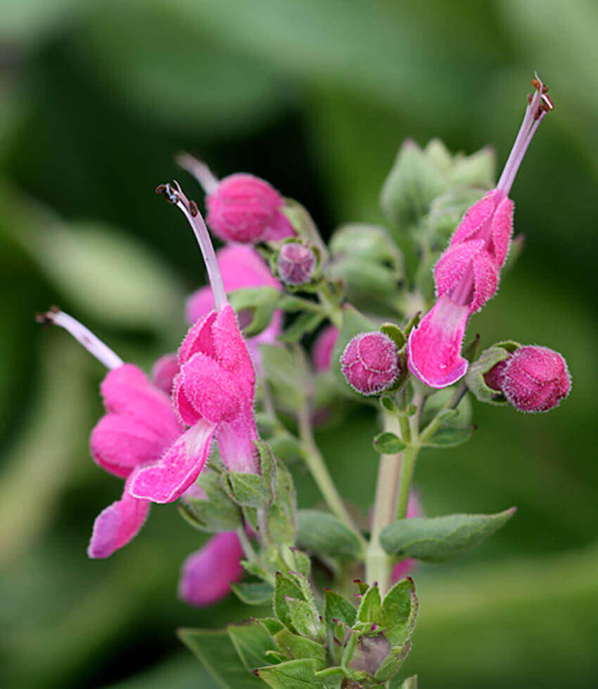 Trichostema purpusii