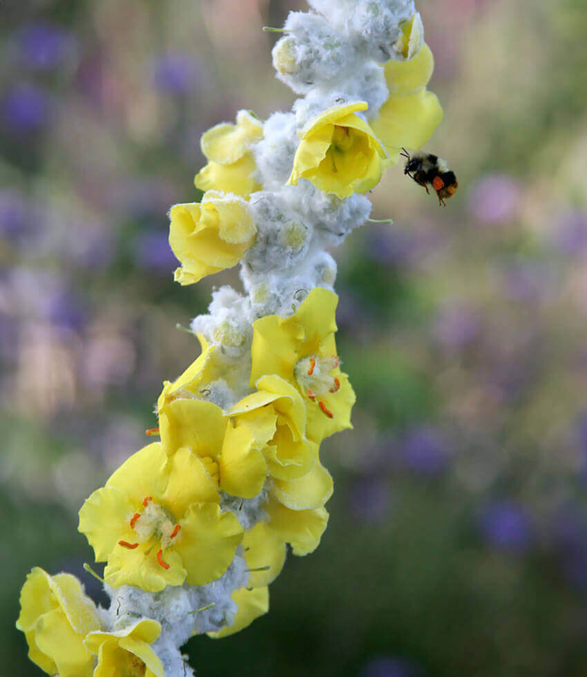 Verbascum bombyciferum, Arctic Summer, Mullein