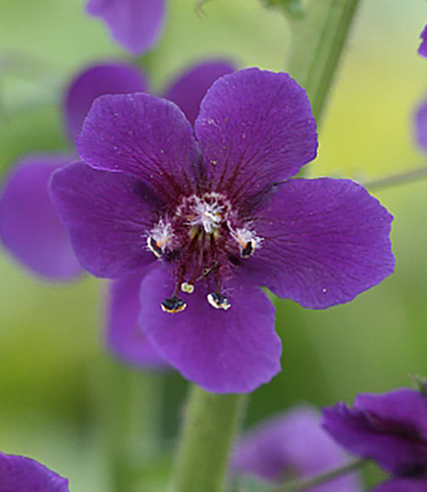 Verbascum phoeniceum, Violetta, Mullein