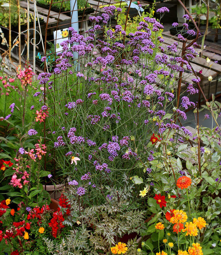 Verbena bonariensis, Tall Vervain