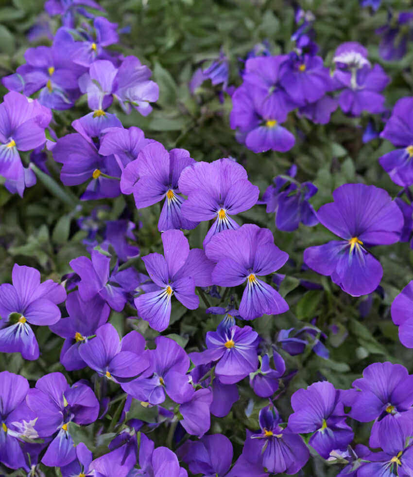 Viola corsica, Violet