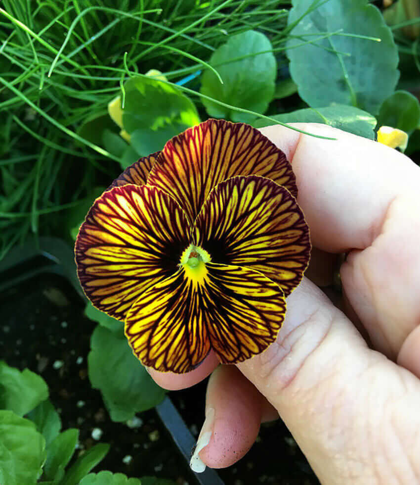 Viola, Tiger Eyes, Violet