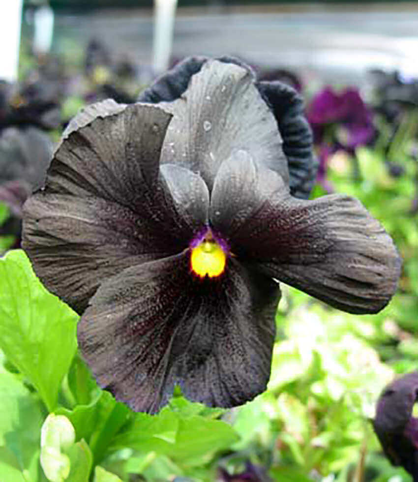 Viola, Black Accord, Pansy, Violet