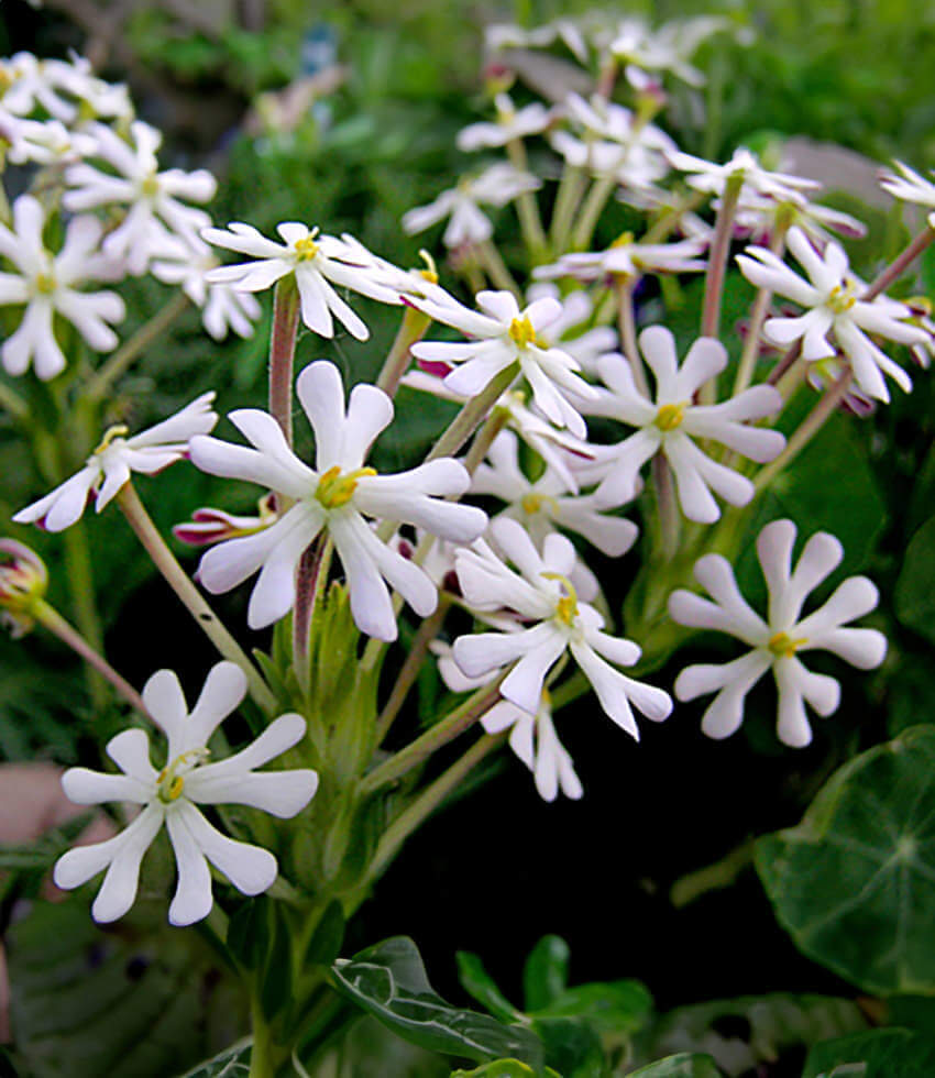 Zaluzianskya capensis, Night Phlox, Midnight Candy