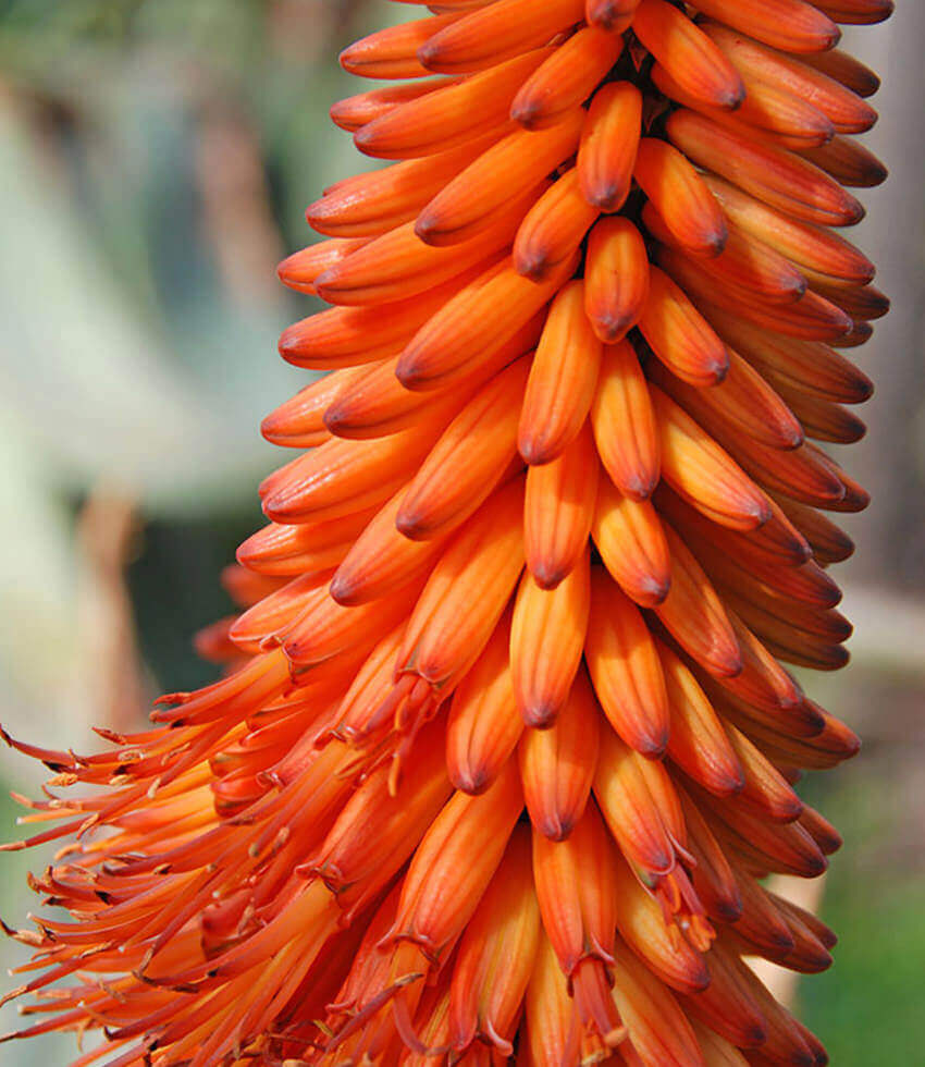 Aloe ferox, Cape Aloe