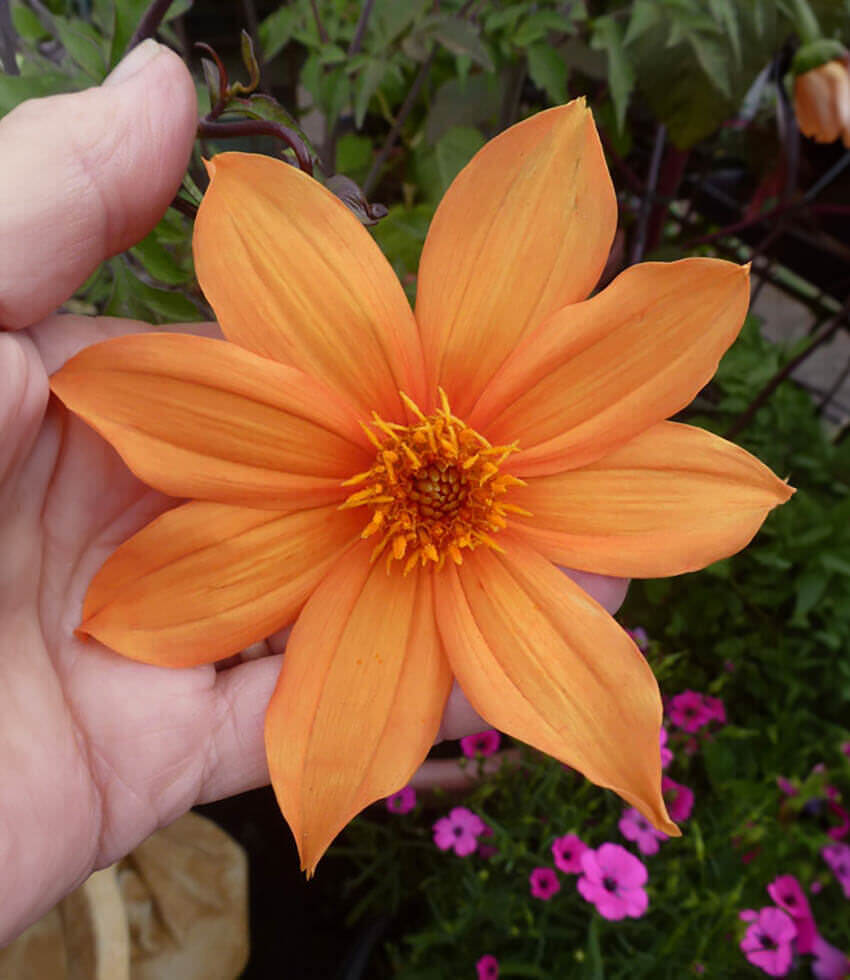 Dahlia coccinea, Mixed Colors