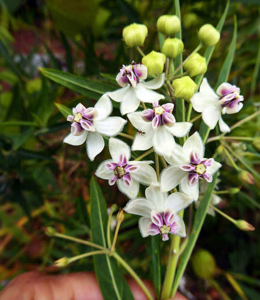 Asclepias physocarpa, Family Jewels Tree, Milkweed
