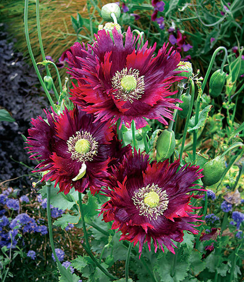 Papaver hybridum, Drama Queen, Poppy
