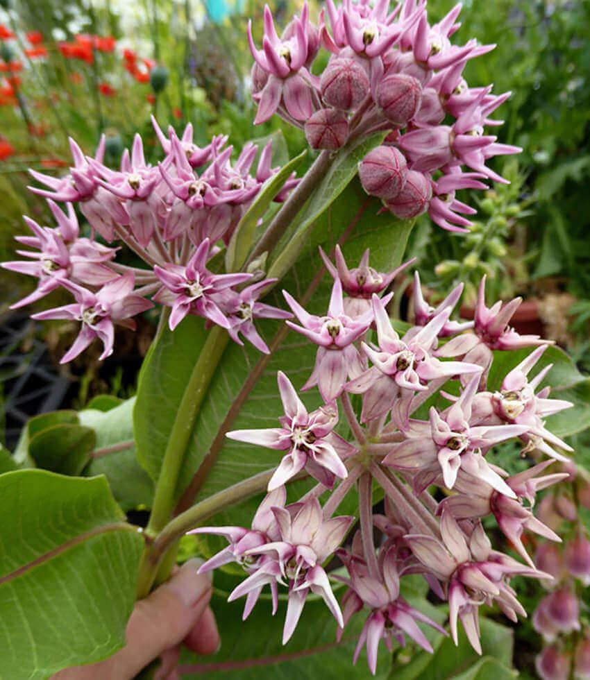 Asclepias speciosa, Showy Milkweed