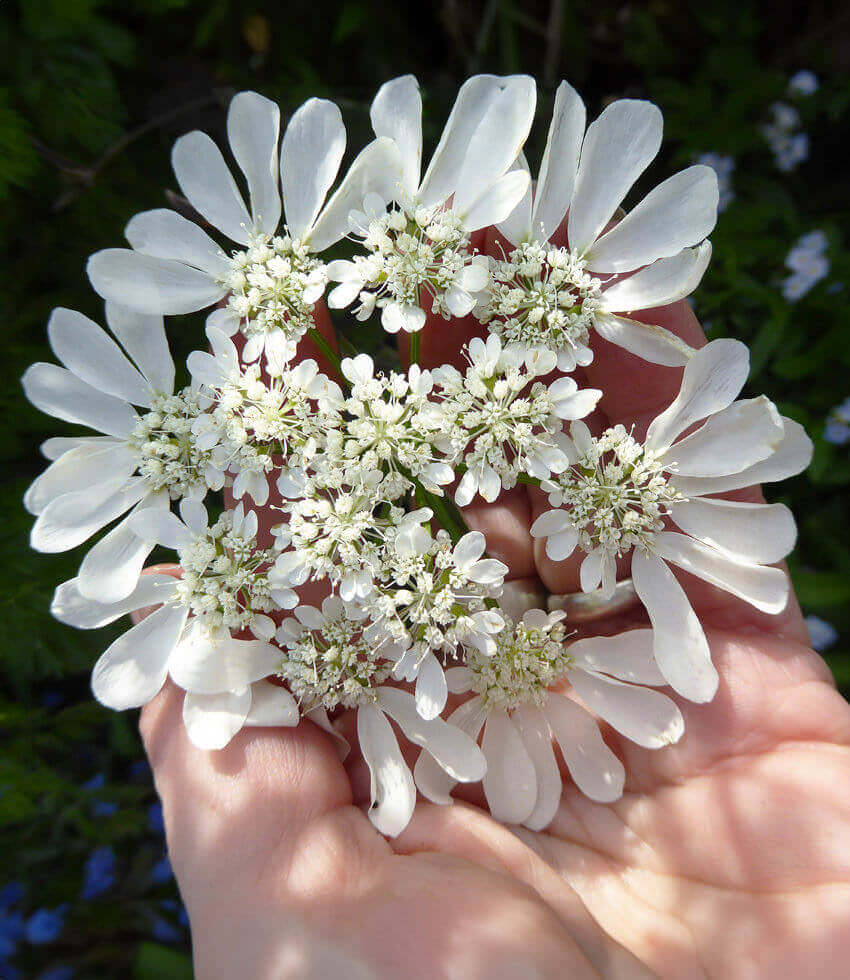 Orlaya grandiflora, White Lace Flower