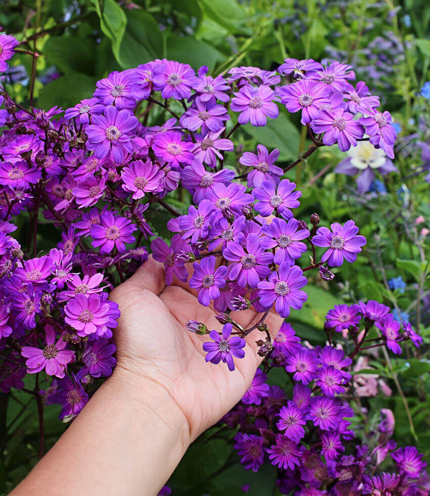 Senecio stellata, Giovanna's Select, Tall Cineraria