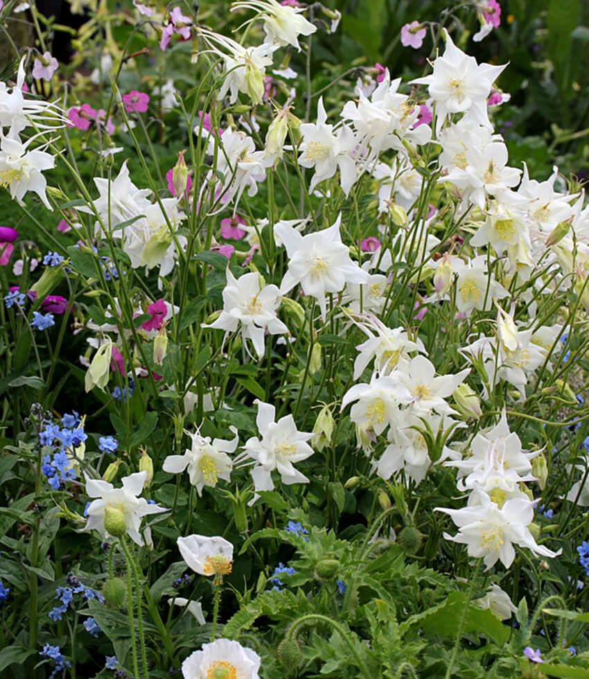 Aquilegia caerulea, Krystal, Columbine