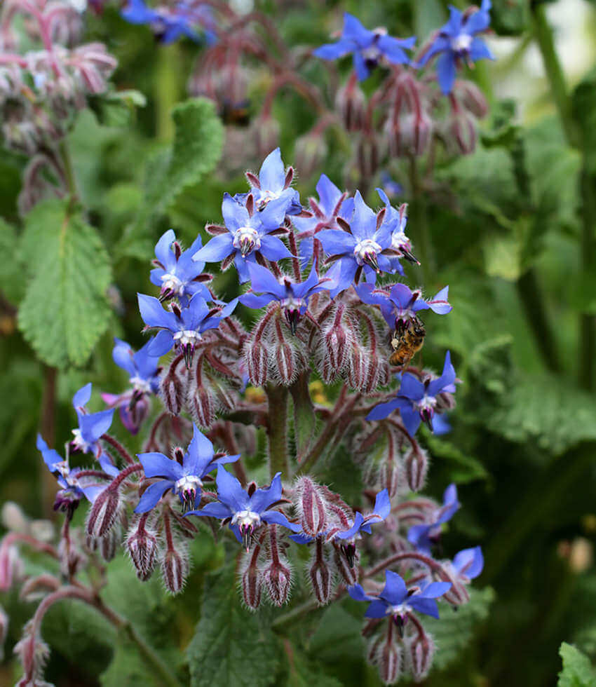 Borago officinalis, Borage, Starflower