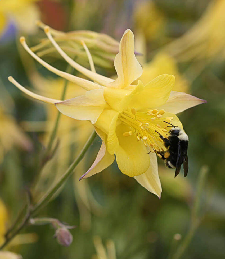Aquilegia chrysantha, Yellow Queen, Columbine