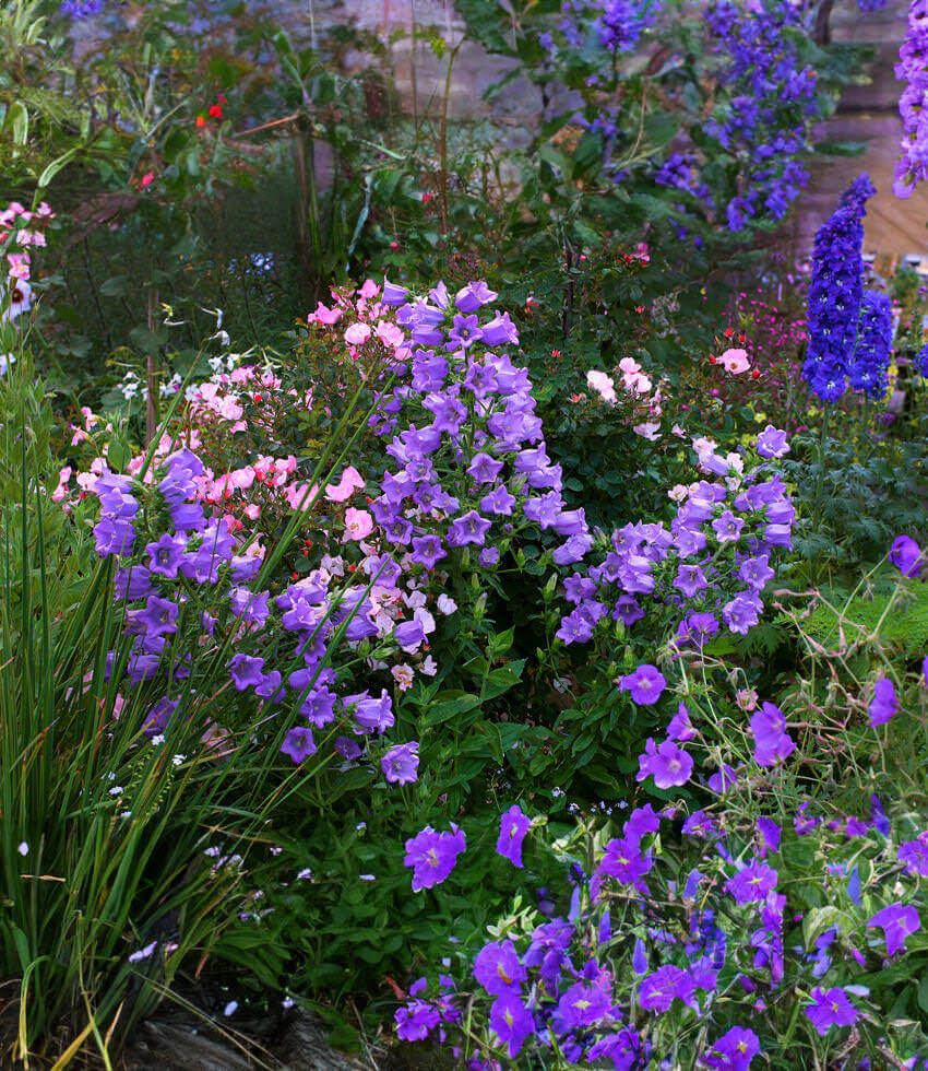 Campanula medium, Deep Blue, Coventry Bells, Cup and Saucer