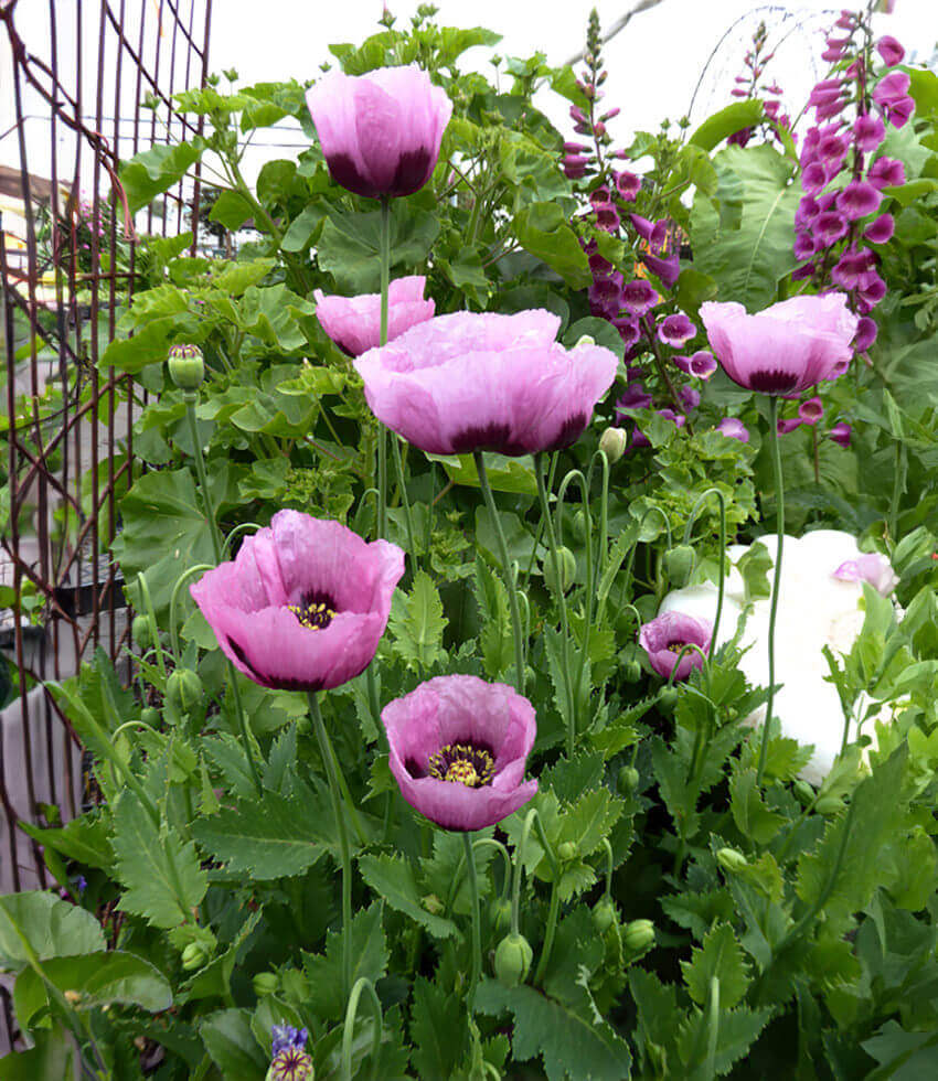 Papaver setigerum, Poppy