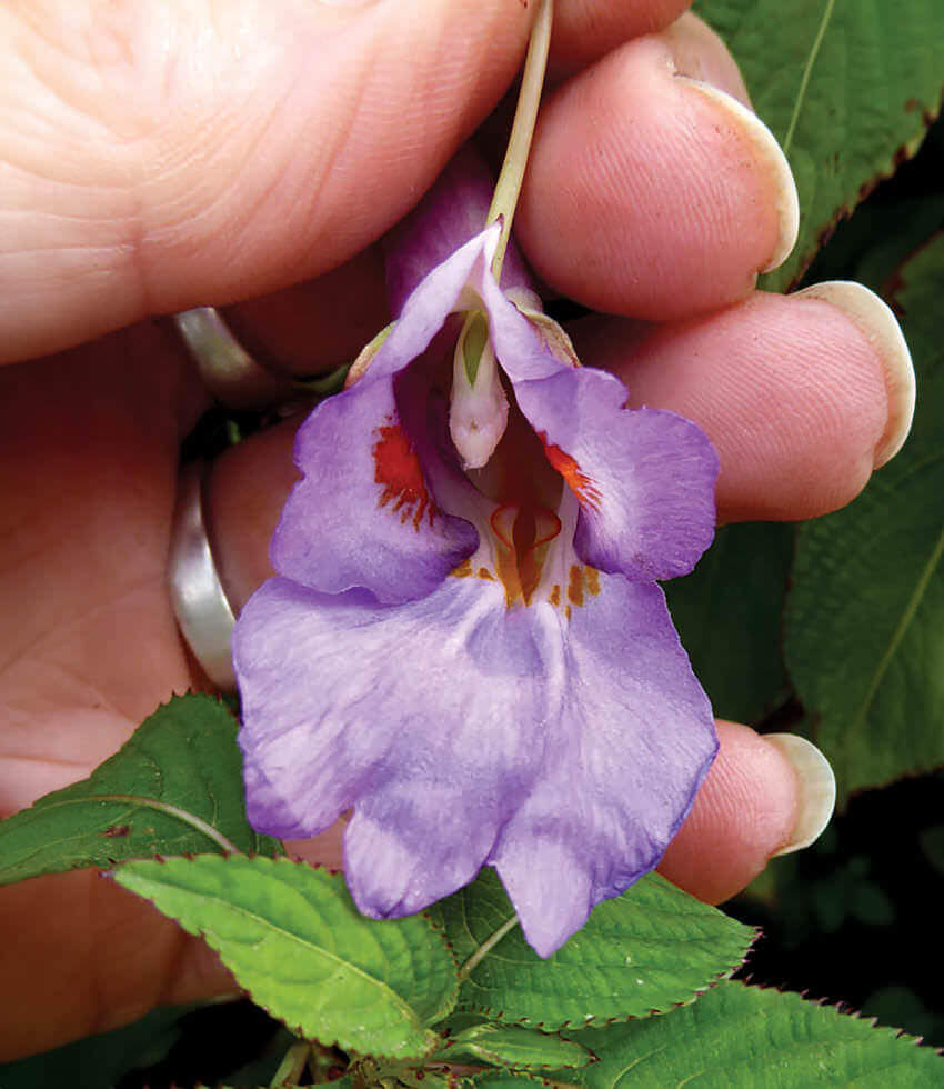 Impatiens arguta