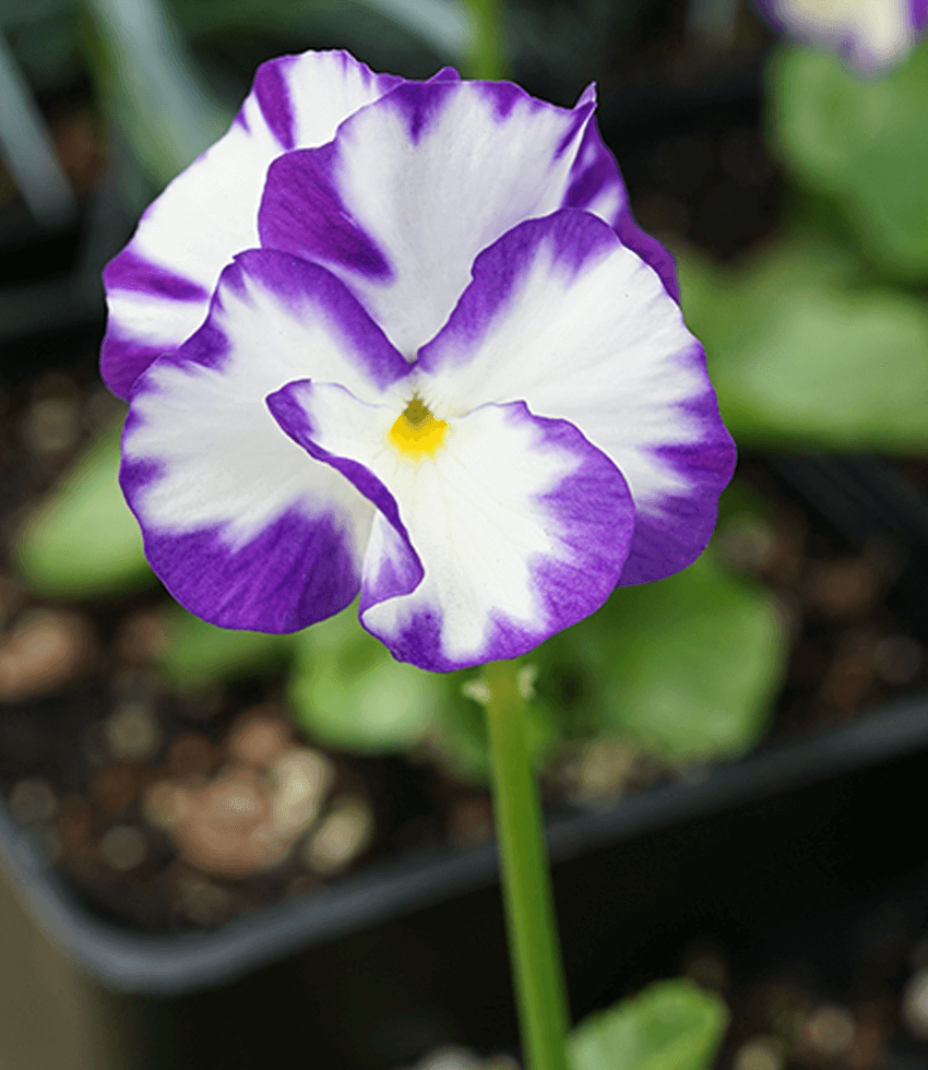 Viola, Rebecca, Violet