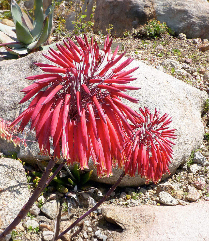 Aloe comptonii