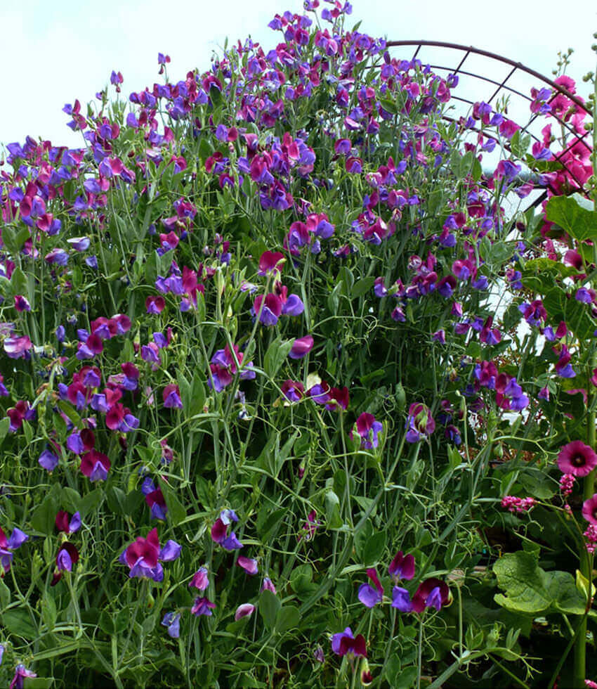Lathyrus odoratus, Cupani, Sweet Pea
