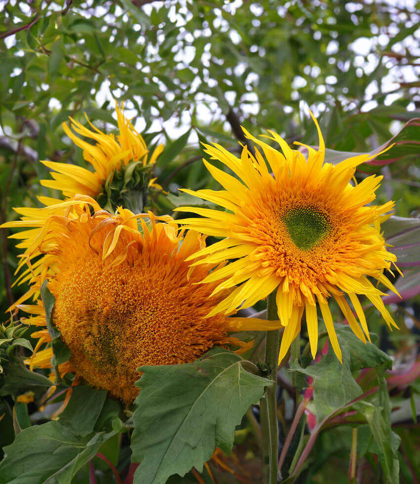 Sunflower, Aura Gold