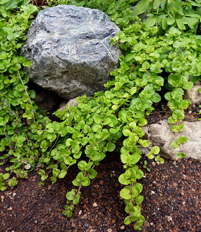 Satureja douglasii, Yerba Buena, Clinopodium douglasii