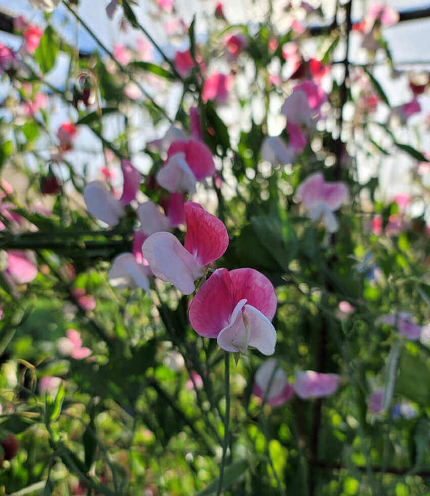 Lathyrus odoratus, Painted Lady