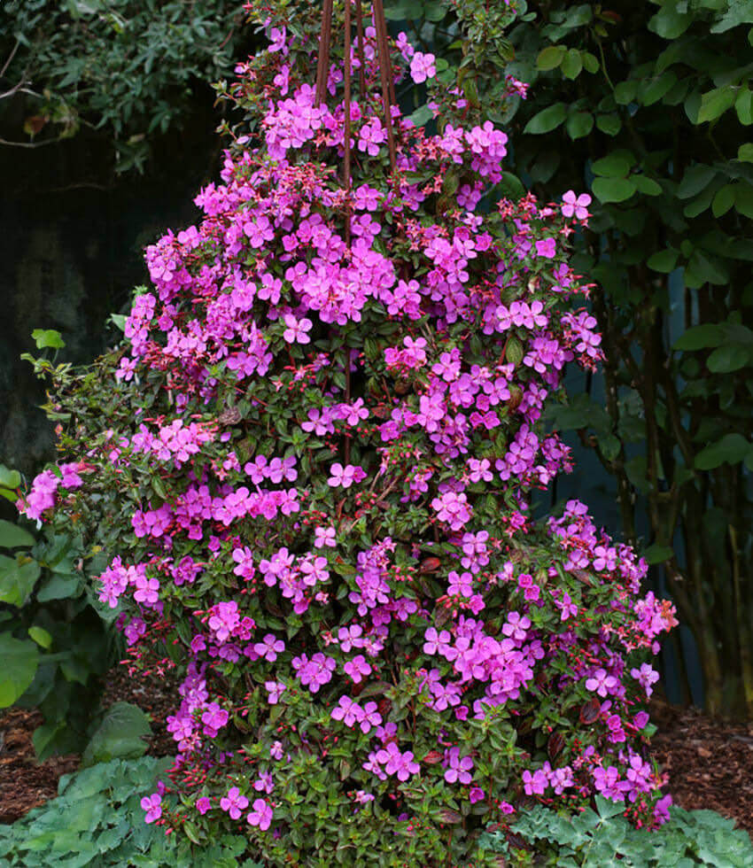 Centradenia floribunda, Spanish Shawl, Trailing Princess Flower