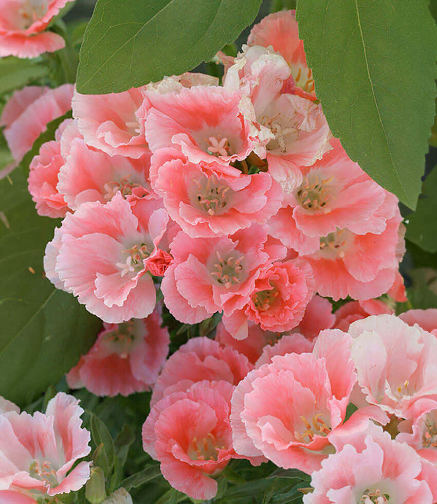 Clarkia amoena, Aurora, Farewell to Spring, Godetia