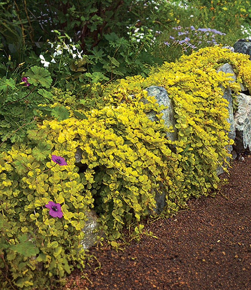 Lysimachia nummularia, Aurea, Moneywort, Creeping Jenny, Golden Pennywort