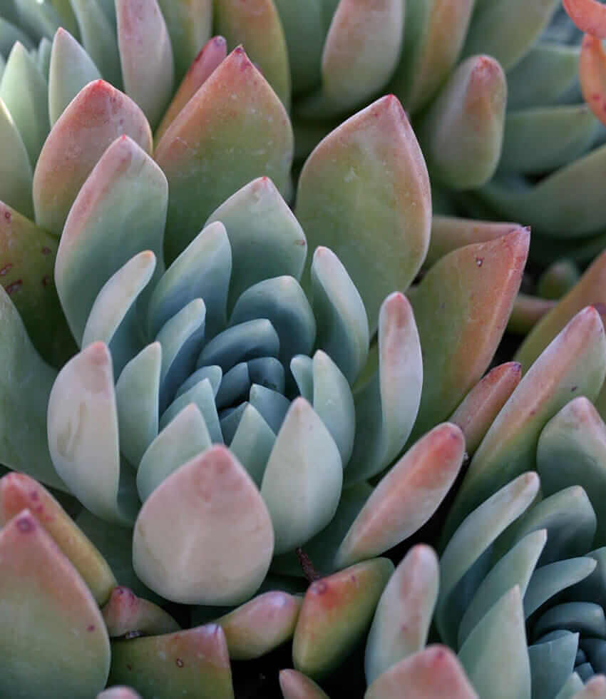 Dudleya traskiae, Liveforever