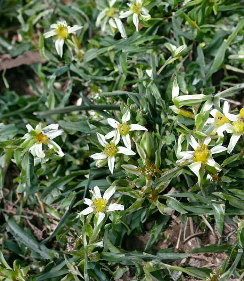 Dudleya edulis, Liveforever