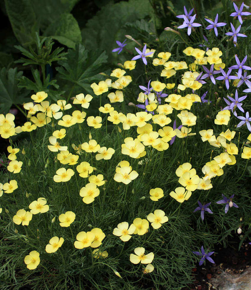 Eschscholzia caespitosa, Tufted California Poppy