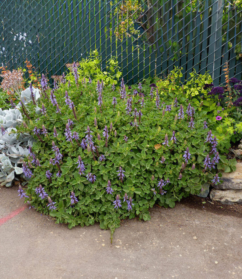 Plectranthus neochilus, Mosquito Bush, Fly Bush