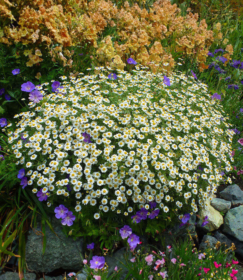 Tanacetum niveum, Silver Tansy, White Bouquet Tansy