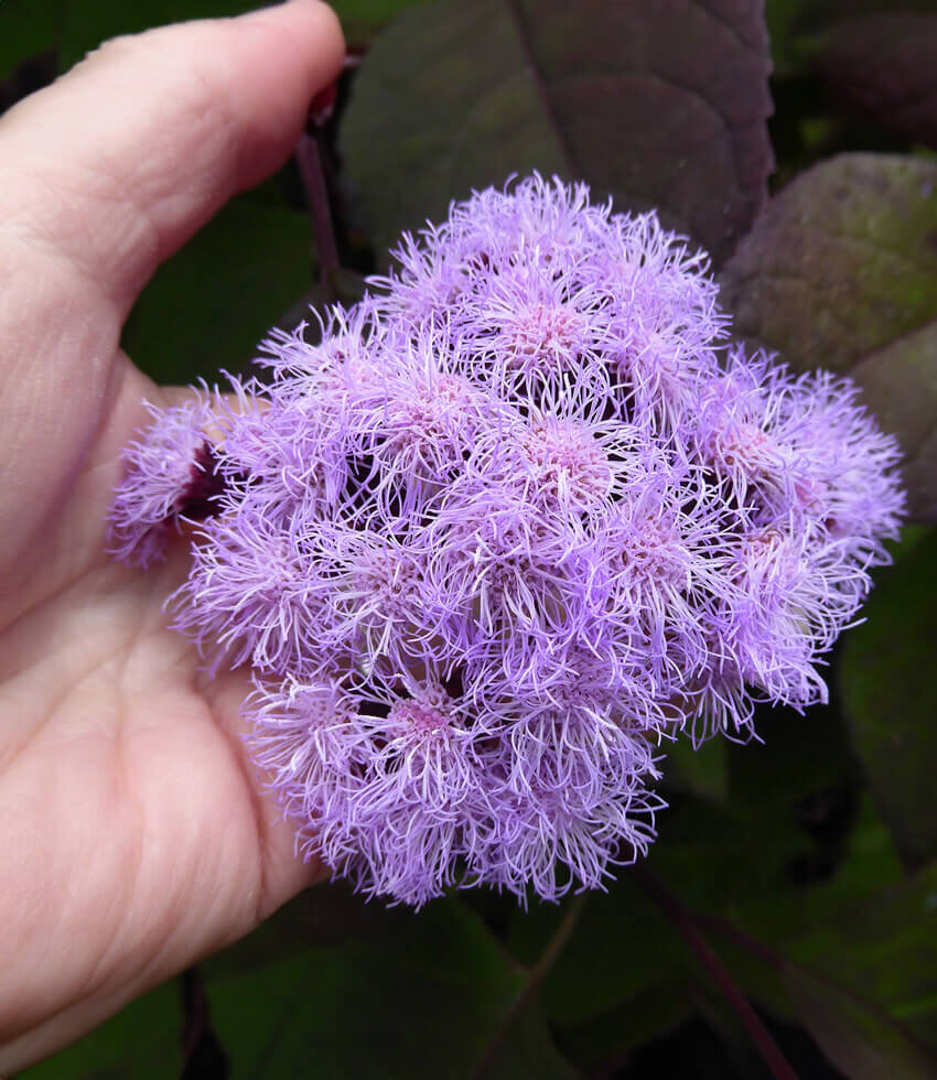 Ageratum corymbosum