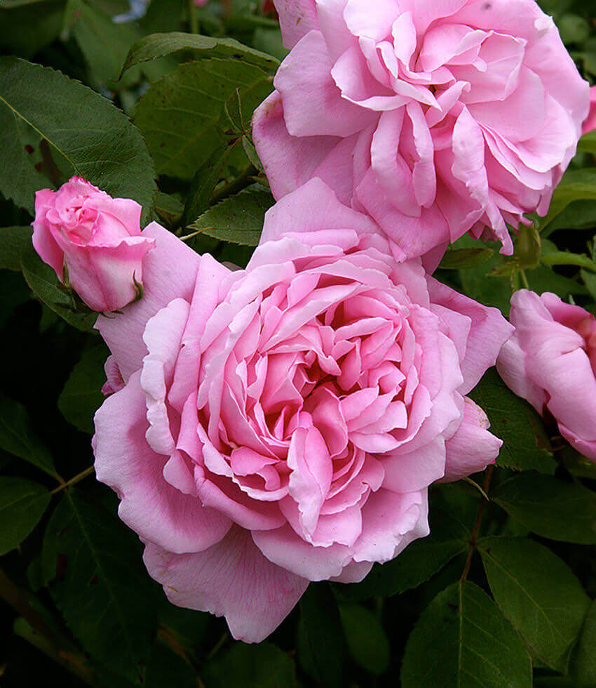 Rosa, Grandmother's Hat, Hybrid Shrub Rose