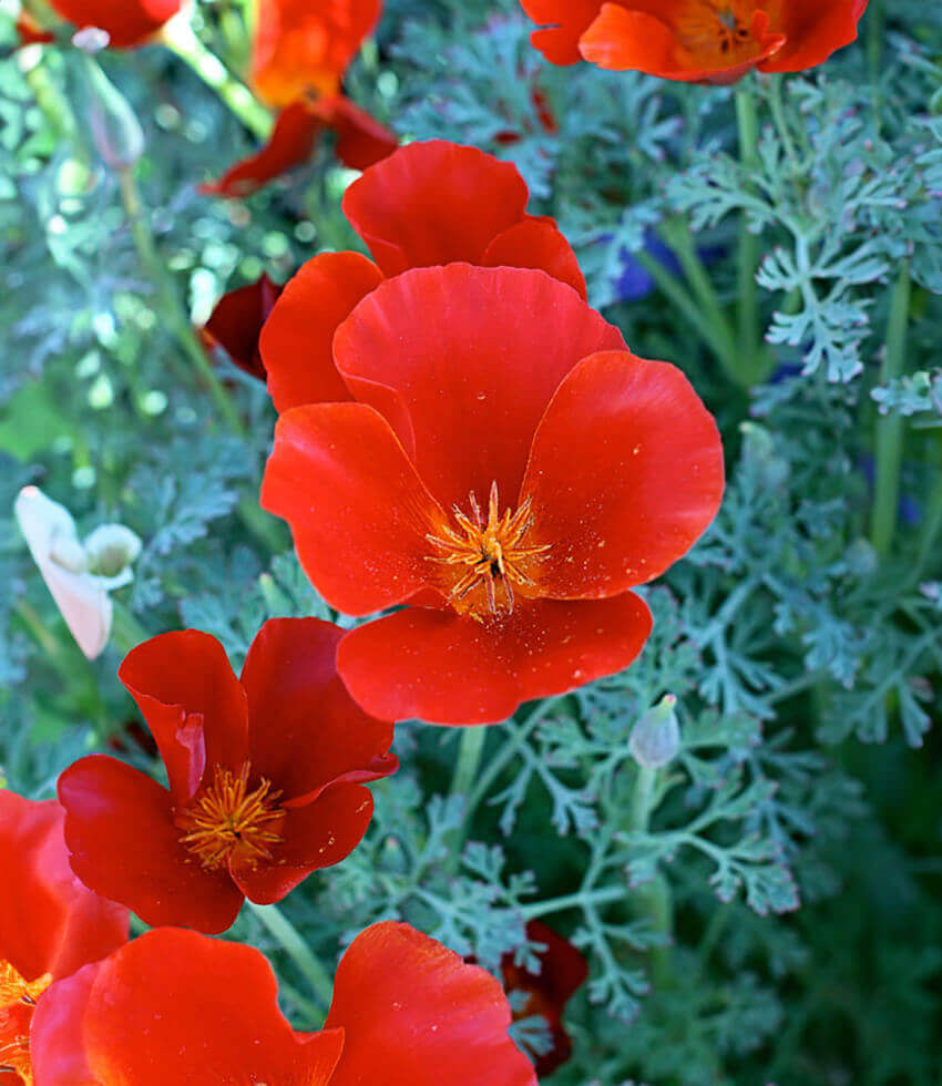 Eschscholzia californica, Red Glow, California Poppy