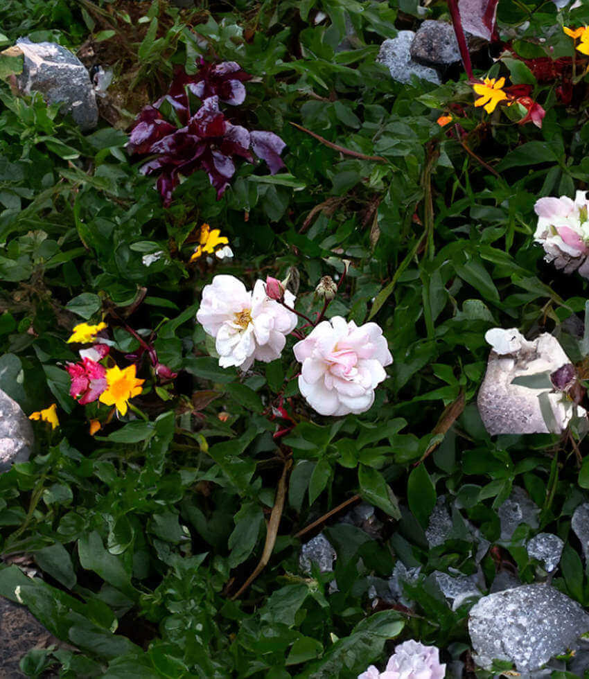 Rosa, Marble Gardens Mystery Rose