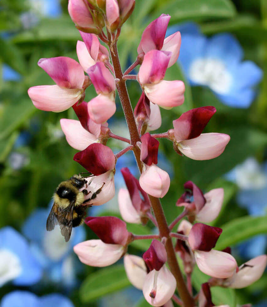 Lupinus succulentus, Rodeo Rose, Arroyo Lupine