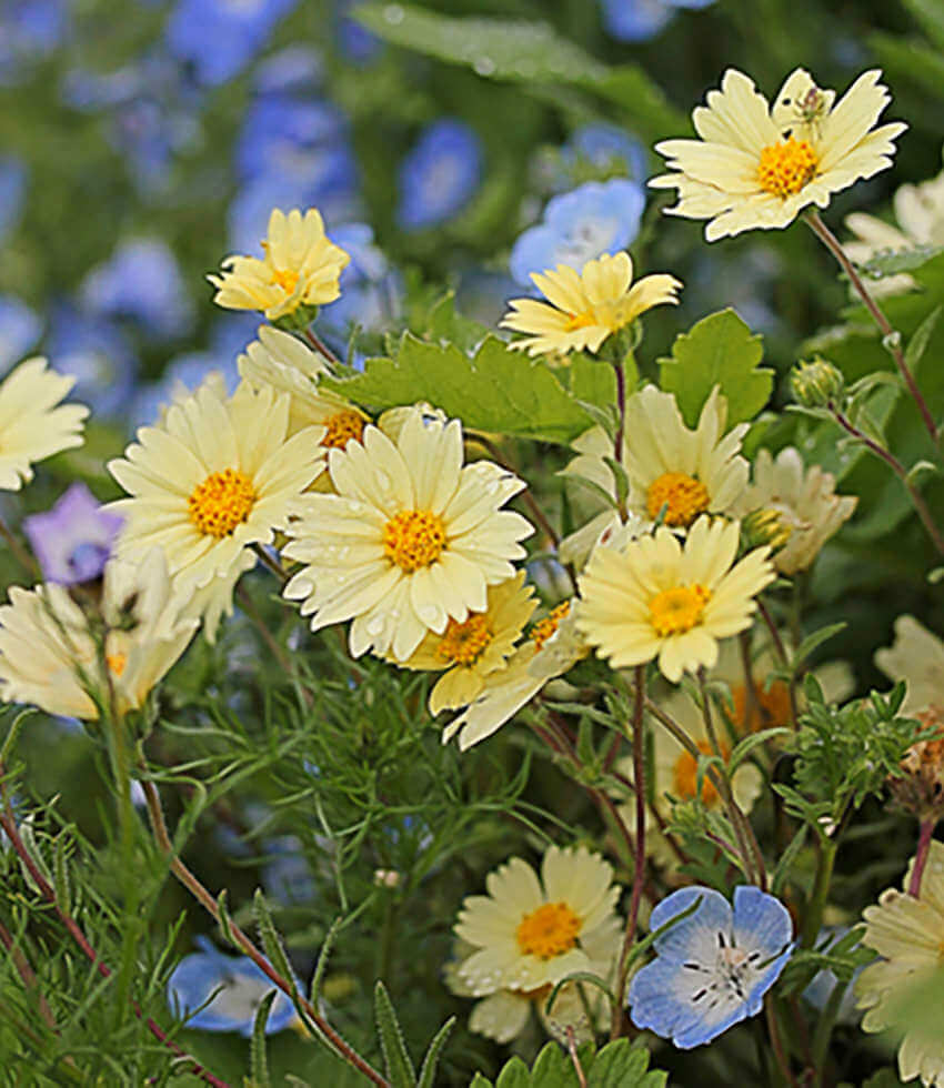 Layia glandulosa, White Daisy, Tidy Tips