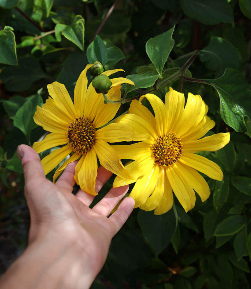 Tithonia diversifolia, Tree Marigold, Mexican Sunflower